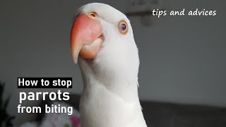 How to stop parrots from biting | tips and advices | Indian Ringneck