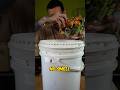 DIY Indoor Compost Shorts