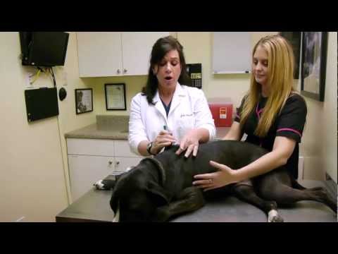 How to apply topical medication on a dog's skin
