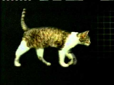 Cat Walk Profile.mov