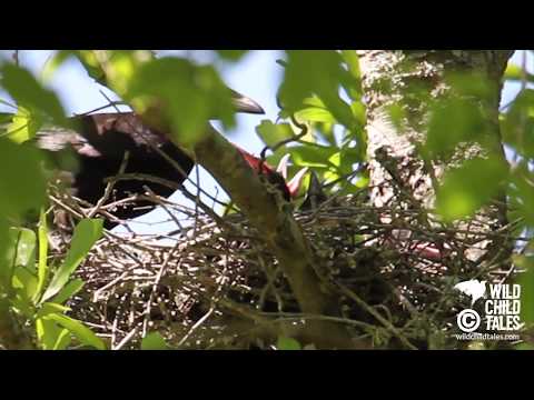 American Crow Babies: Day 4 of Nest Watch - New Orleans, LA