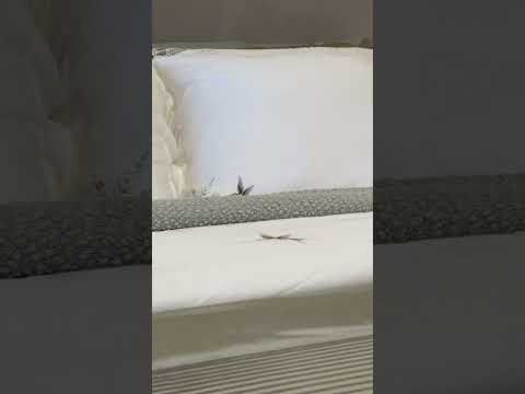 Jogo de Lençol Pierre