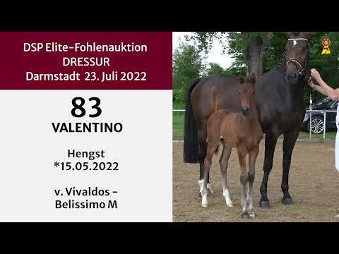 KN 83: Hengstfohlen v. Vivaldos / Belissimo M