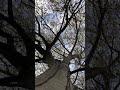 Silver maple - canopy - November 2021