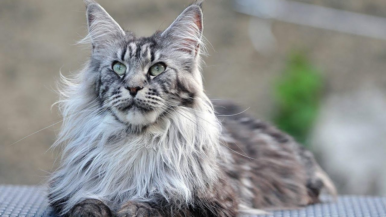 Meet the Magnificent Maine Coon: The Cat You’ve Always Dreamed Of!
