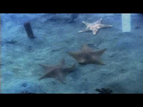 Echinoderms - Sea Star Time-lapse, Don Wobber's Film
