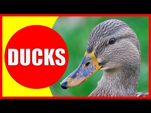 , title : 'DUCK Facts for Children - Information About Ducks for Kids - Learn About Ducklings | Kiddopedia'