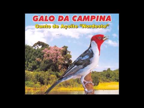 Galo Da Campina   Canto De Açoite  Nordeste