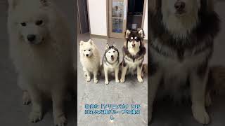 手間のかかるアラスカンマラミュート#犬のいる暮らし#犬 #大型犬