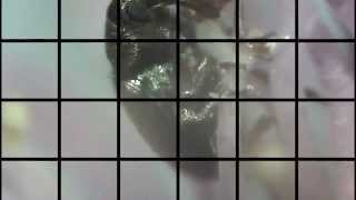 Videoclip of big nosed weevil under USB microscope, set to Dick Diver "Alice"
