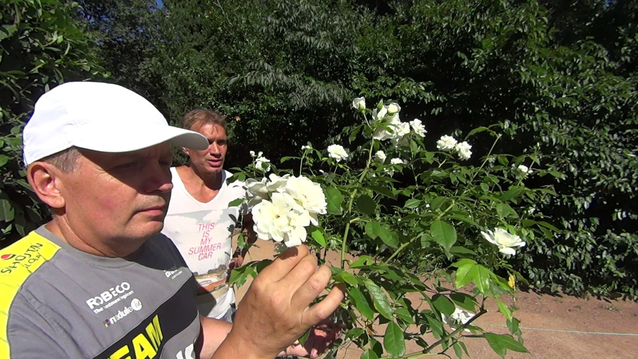 Роза Айсберг - купить в Минске, доставка почтой по Беларуси, недорого в ...