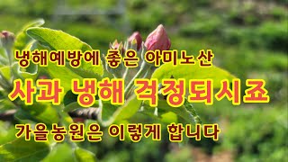 사과꽃눈 냉해 예방 하는방법  아미노산 엽면시비 [사과재배]