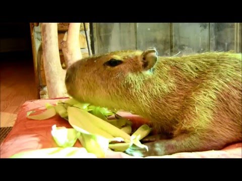 The hardest part about eating corn husks is choosing the best one to eat first