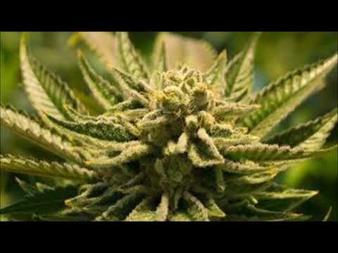 1. Fikoł - Buszek okruszek [AMATOR EP]