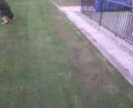 Scottie & Rajdeep Playing