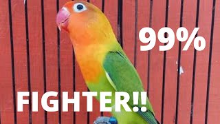 Download lagu LOVEBIRD Sekali PANCING saja ... 100 % JITU Memancing Lovebird FIGHTER, NGETIK dan NGEKEK PANJANG mp3 Download lagu LOVEBIRD Sekali PANCING saja ... 100 % JITU Memancing Lovebird FIGHTER, NGETIK dan NGEKEK PANJANG mp3