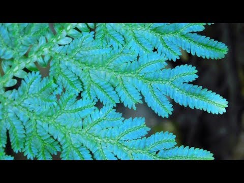 , title : 'IRIDESCENT Leaved Plants (World's Most Spectacular Plants episode 9 of 14)