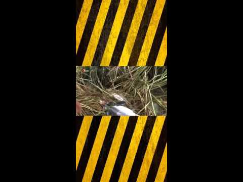 Küstenwölfe [Doku deutsch]