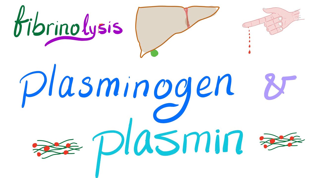 Plasminogen and Plasmin (Fibrinolysis) - Bleeding and Coagulation - Hematology