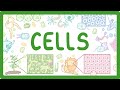 GCSE Biology Cell Types And Cell Structure