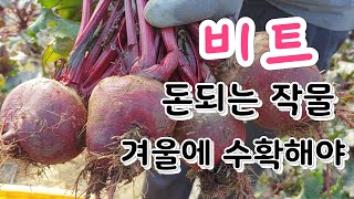 비트도 맛있는 비트가 있다,레드비트 수확 비트효능 비트 먹는방법
