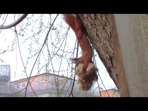 Hamburger Eichhörnchen-Mutti baut Kobel