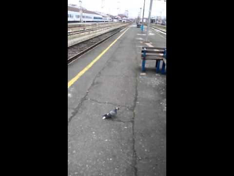 Zagreb:Central railway station,Arrival of train from Dugo Selo