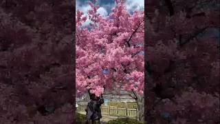 Download lagu Bunga Sakura Jepang#bungasakura#shortsvideo mp3