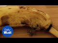 A Spider Coming Out Of A Banana