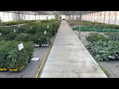  Visite de la serre aux plants potager !