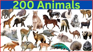 Get Ready to Explore the Most AMAZING 200 Animals Around the World!