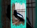 Terapi burung kacer Poci #Gacor #ngobra #kacer #poci #kicau