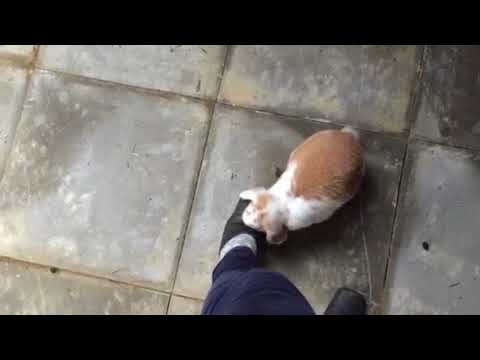 YouTube video about: Can two unspayed rabbits live together?