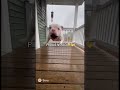PIBBLE Pibble Tornado Ai