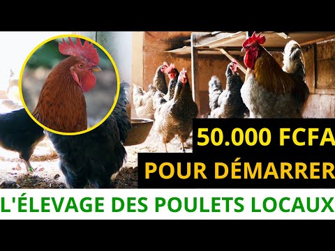 , title : 'Élevage de poulet local : voici une astuce simple pour démarrer avec 50.000 FCFA'