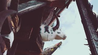 Download lagu TONNA LINONA PA LINO BY DAVID KALLO - LAGU & LIRIK mp3