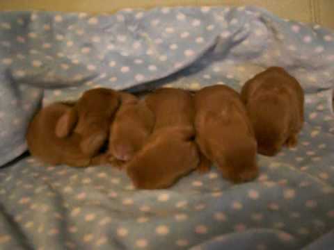 Kelli's Litter - 1 Week Old Thrianta Rabbits