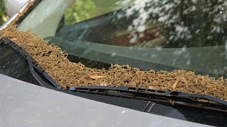 Oak pollen doubles in recent days, causing allergy misery