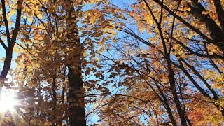 Robbie Robertson - Fallen Angel featuring Peter Gabriel