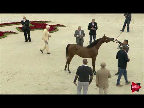 N 14 DAREEN AL HAWAJER   Sharjah International 2019