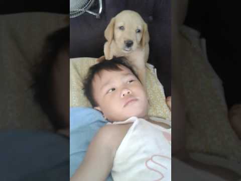 Melvina Labrador Retriver