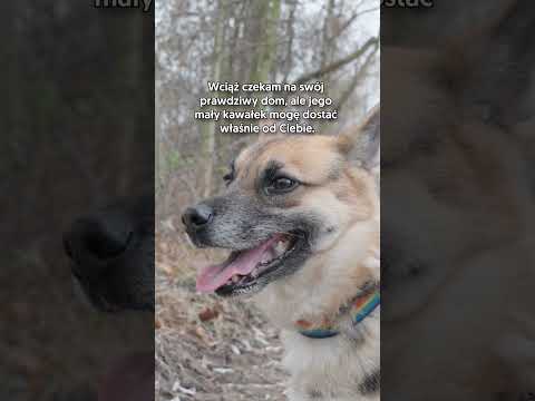 Mistrz spacerów wpadł Ci w oko? Nie czekaj, napełnij miskę! 🐾