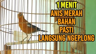 Download lagu PANCINGAN ANIS MERAH BELAJAR NGEPLONG DAN SUARA NRATAK BIKIN GACOR mp3