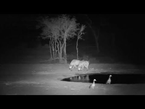 Djuma: Three Hyenas pass by in the distance - 19:35 - 11/18/19