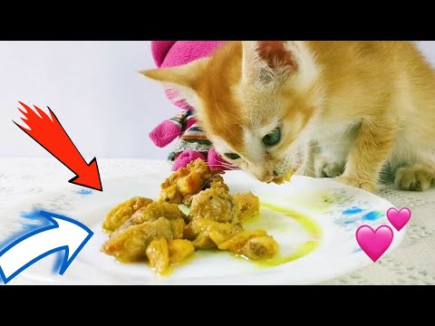 ❤️23 days after birth | Kittens Jerry Mala Have learned to eat meat 😍