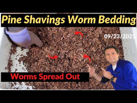 Pine Shavings Worm Bin - Worms Spread out after Food runs out 9/23/2021