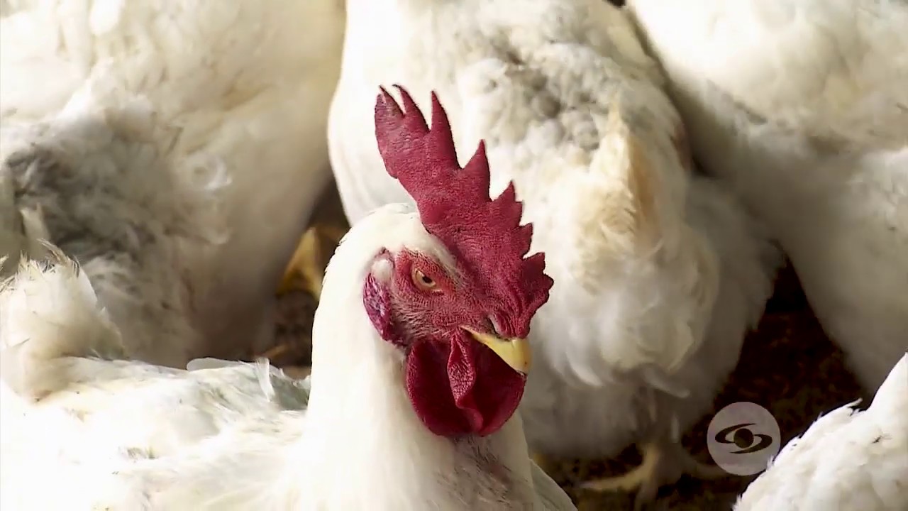 Conozca el manejo para un gallo reproductor - La Finca de Hoy