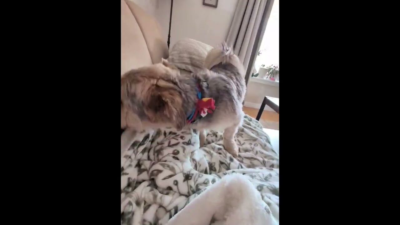 Enlarge MUSHU, an adopted Havanese in Richmond Hill , ON video 6/6