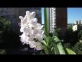 Орхидея цветущая ванда Vasco Viboon Velvet ORCHIDS 