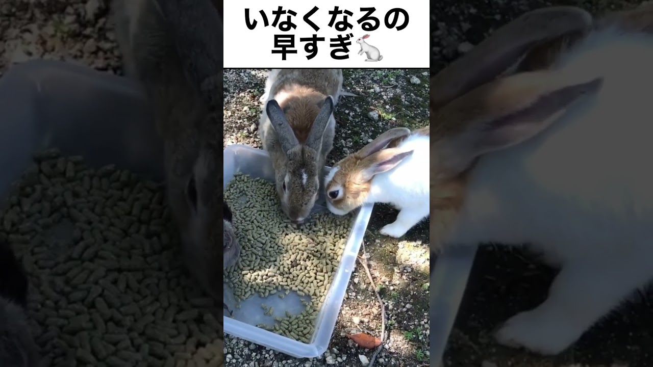 せっかく来たのにいなくなるの早すぎ